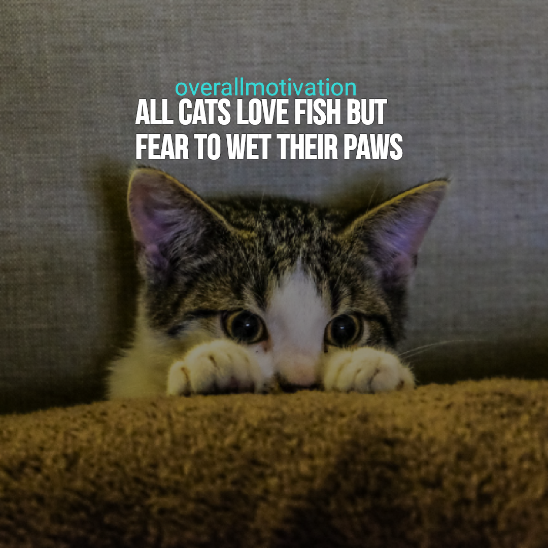Chinese quotes all cats love fish