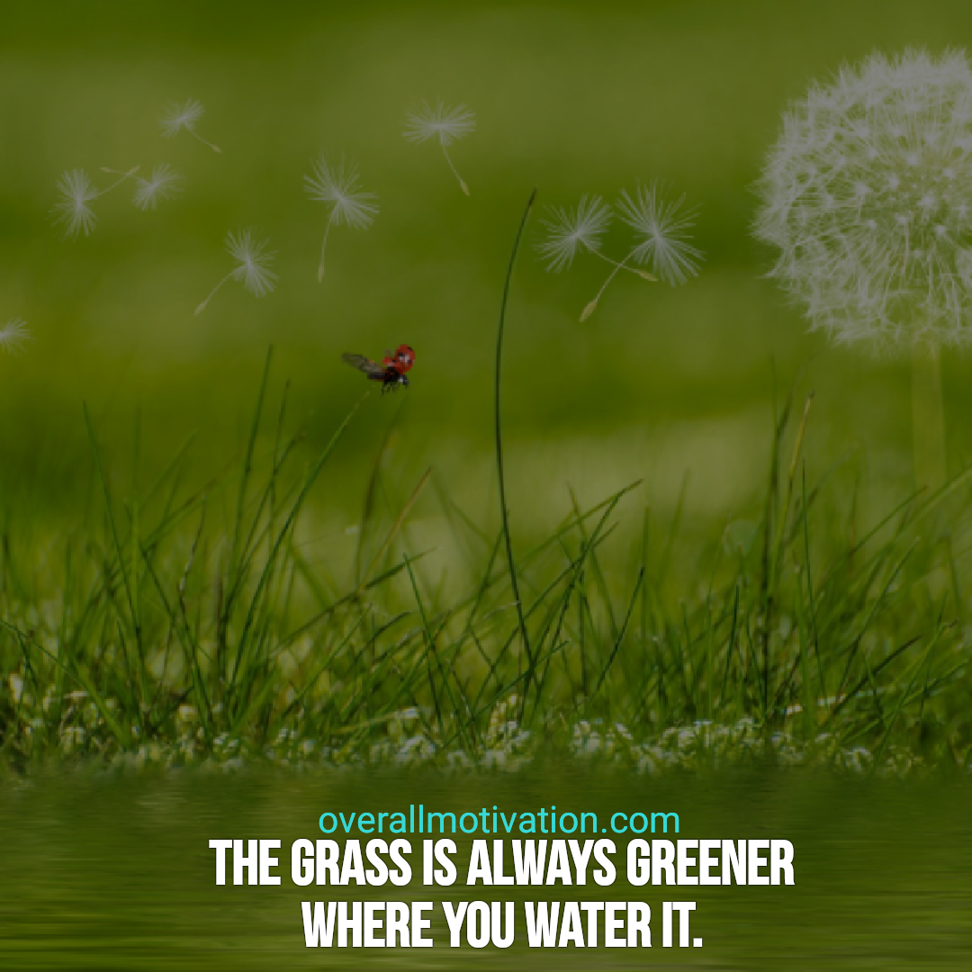 happiness quotes overallmotivation grass is always greener