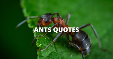 ANTS QUOTES featured