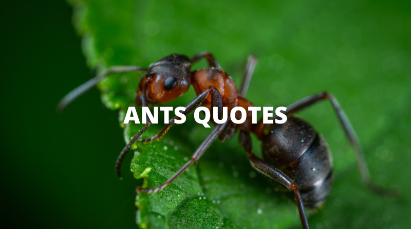 ANTS QUOTES featured