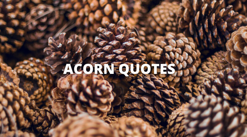 Acorn quotes featured