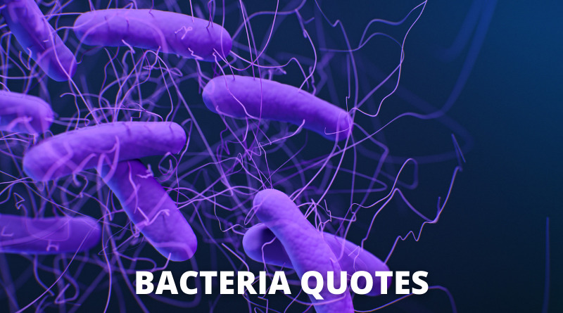Bacteria quotes featured