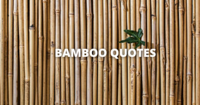 Bamboo quotes featured