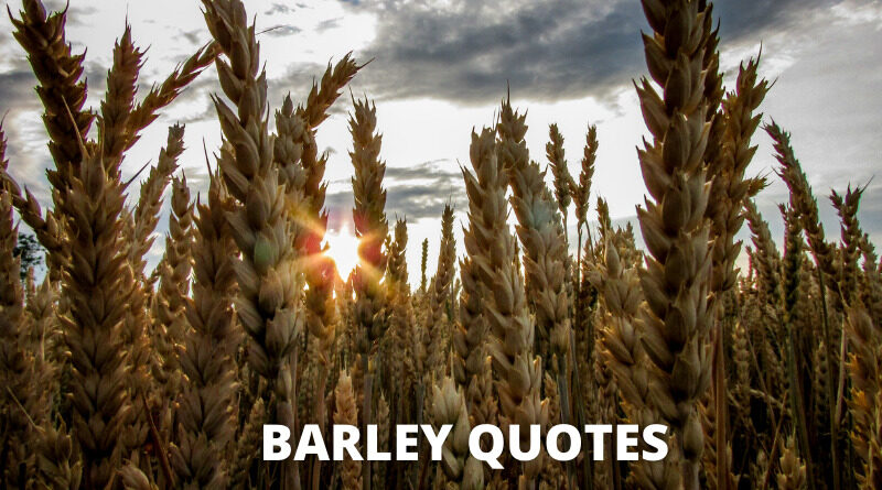 Barley quotes featured