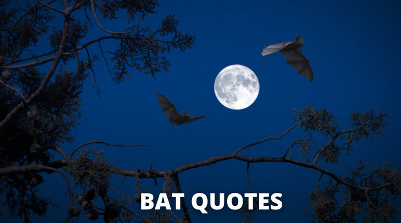 Bat quotes featured