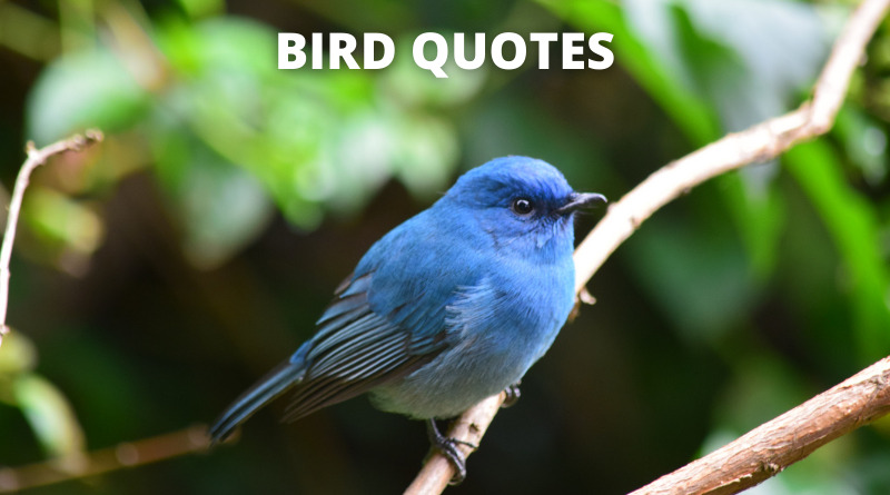 Bird quotes featured