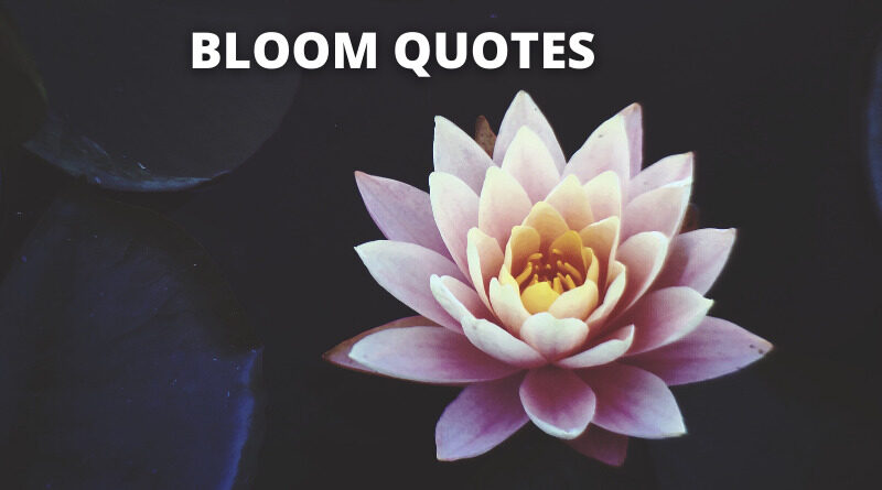 Bloom Quotes featured