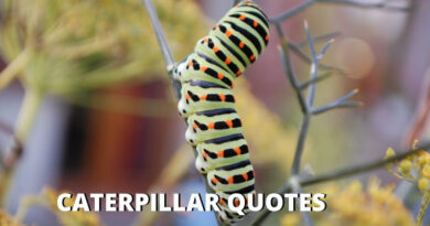 Caterpillar quotes featured