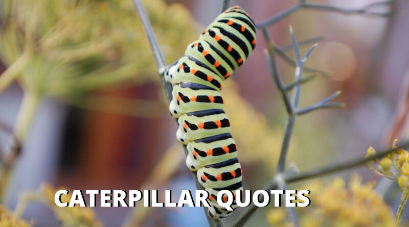 Caterpillar quotes featured