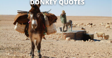 Donkey Quotes featured.png