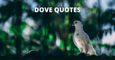 Dove Quotes Featured