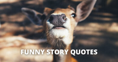 Funny Story quotes featured