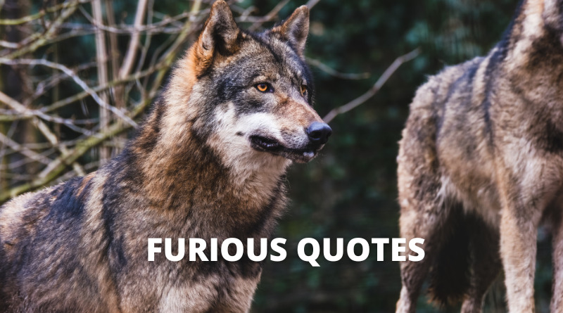 Furious quotes featured