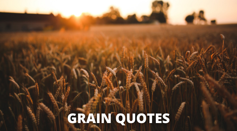 Grain Quotes Featured