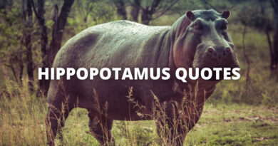 HIPPOPOTAMUS QUOTES featured