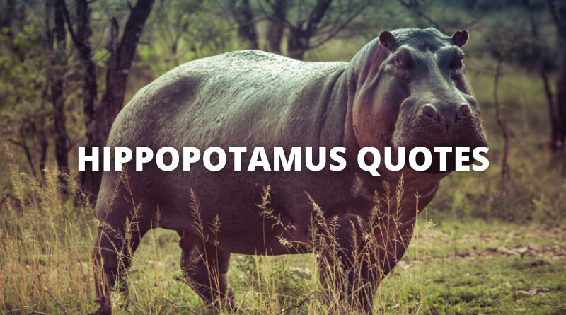 HIPPOPOTAMUS QUOTES featured