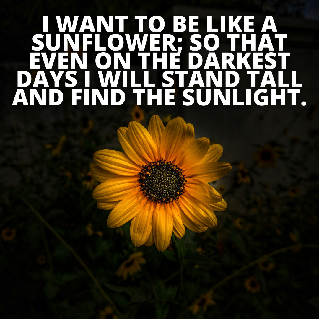 I want to be like a sunflower inspiring quotes