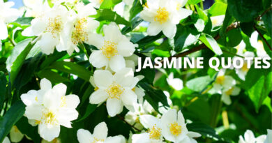 JASMINE QUOTES FEATURED