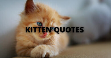 KITTEN QUOTES FEATURED
