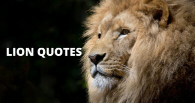 Lion Quotes Featured