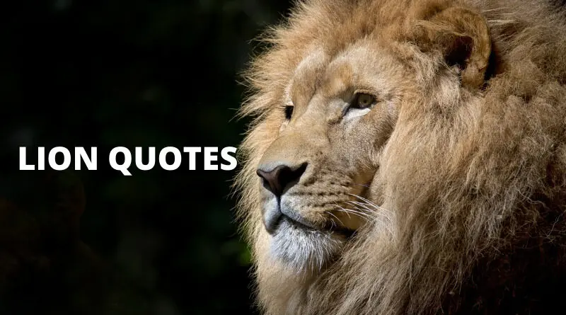 Lion Quotes Featured