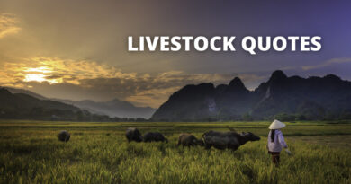 Livestock Quotes Featured