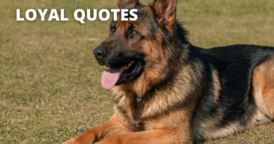 Loyal Quotes featured.png