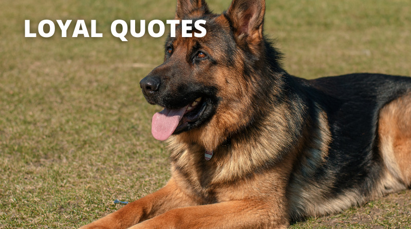Loyal Quotes featured.png