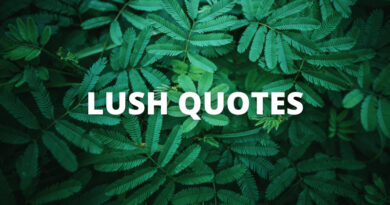 Lush Quotes featured