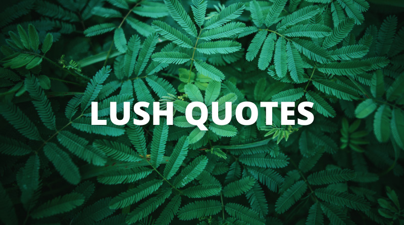 Lush Quotes featured