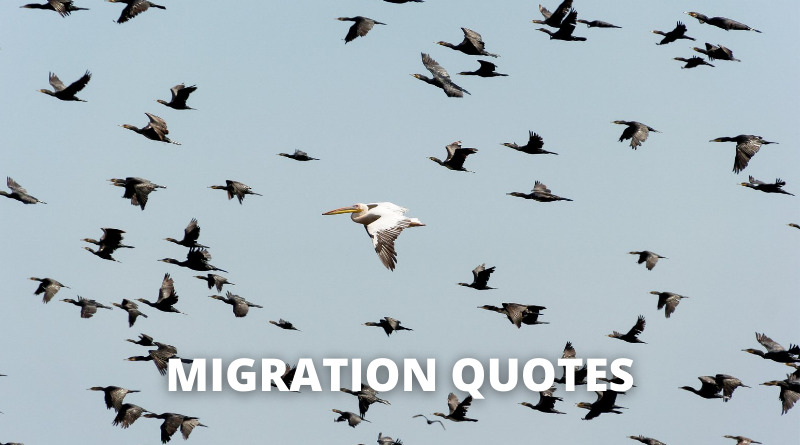 MIGRATION QUOTES featured