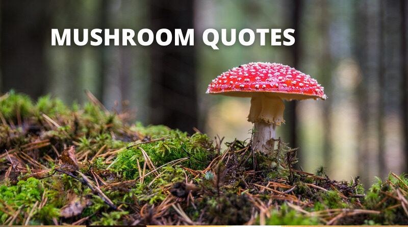 Best Mushroom Quotes : Mushroom Sayings In Life – OverallMotivation
