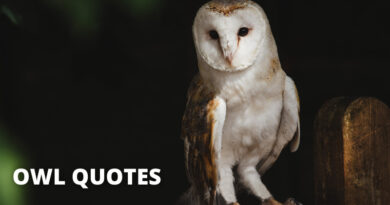 Owl Quotes Featured