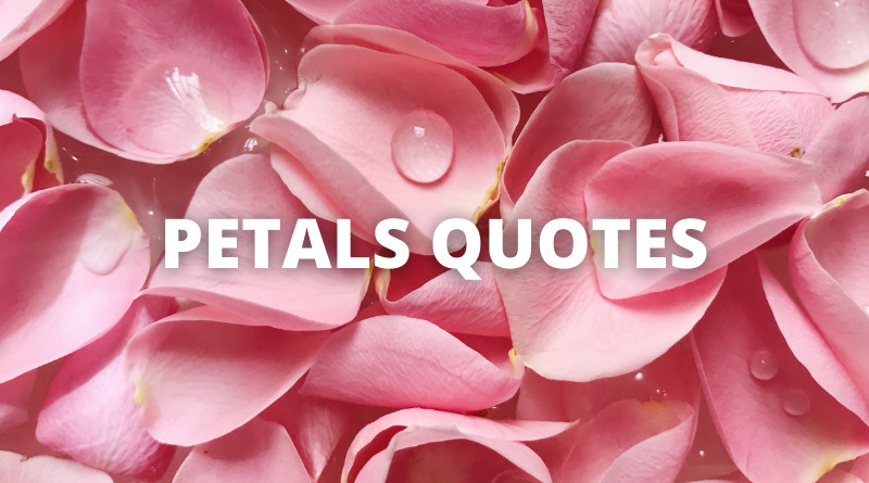 Petals quotes featured