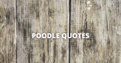 Poodle quotes featured