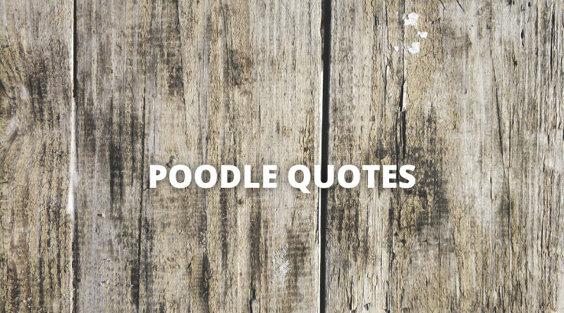 Poodle quotes featured