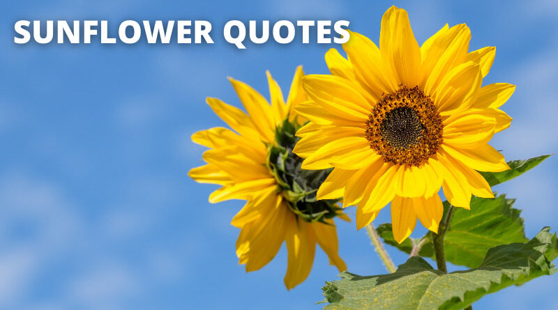 SUNFLOWER QUOTES FEATURED