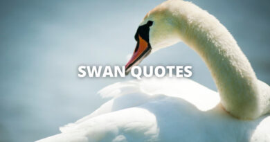 SWAN QUOTES featured