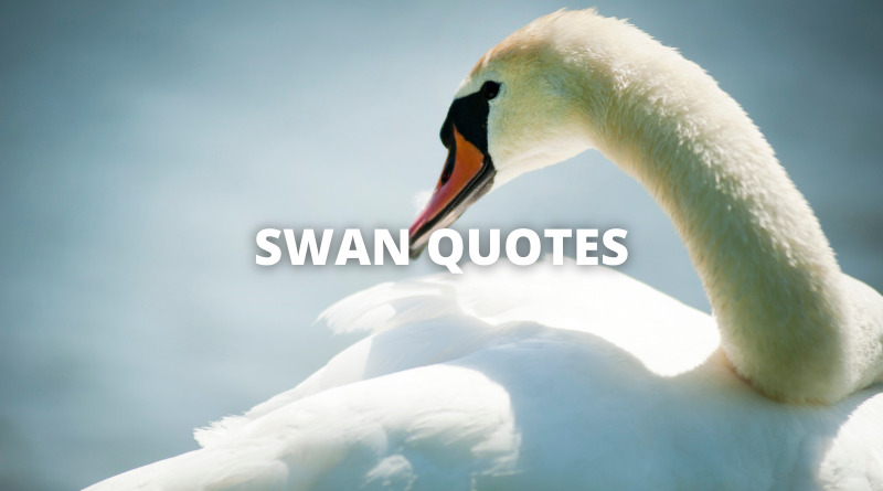 SWAN QUOTES featured