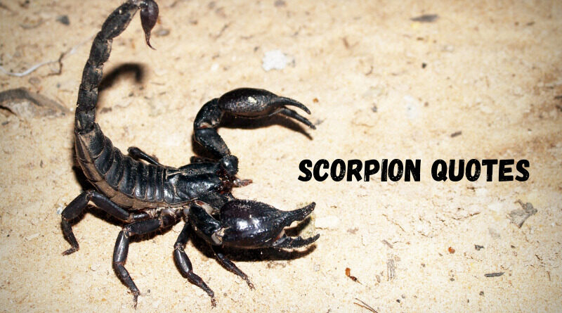 Scorpion Quotes Featured