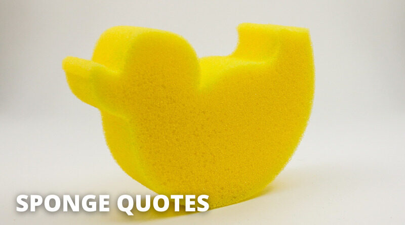 Sponge Quotes Featured