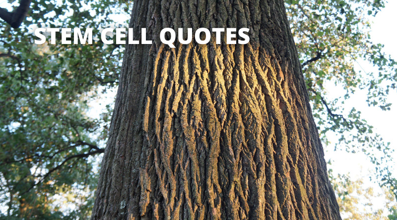 Stem Cell Research Quotes featured