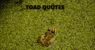 TOAD QUOTES FEATURED