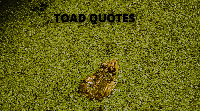 TOAD QUOTES FEATURED