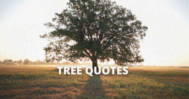 Tree Quotes featured.png