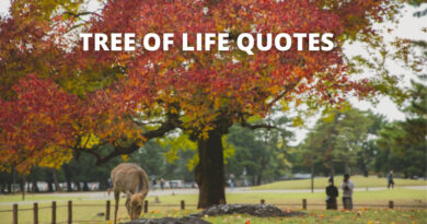 Tree of life quotes featured.png