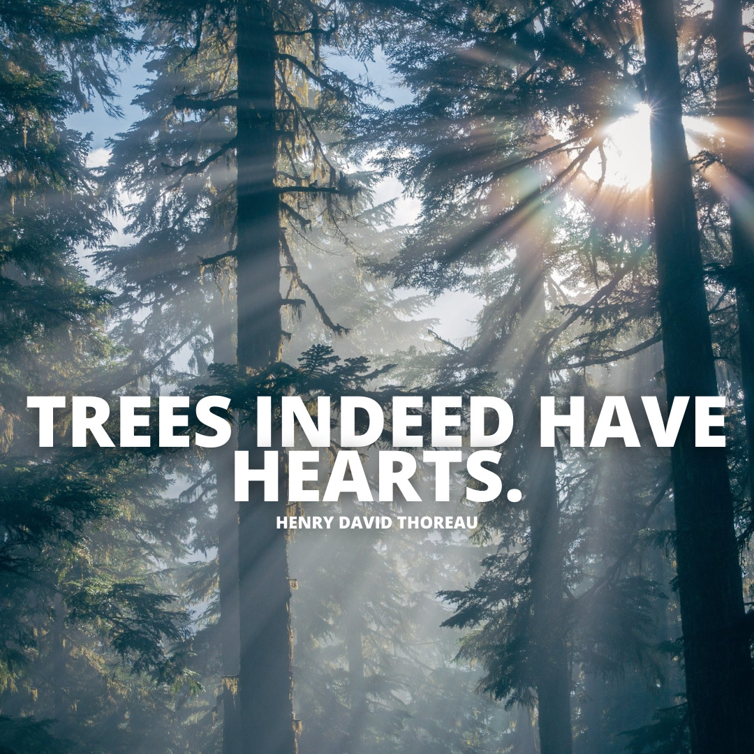 Trees indeed have hearts tree quotes