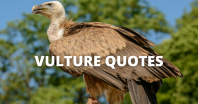 Vulture Quotes featured