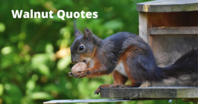 Walnut Quotes Featured