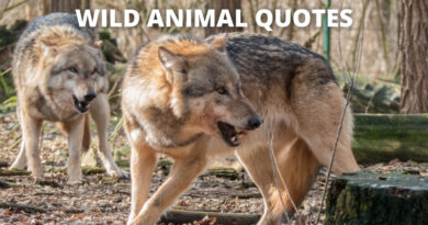 Wild Animal Quotes Featured